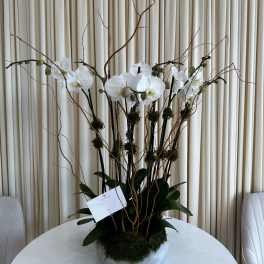 Zen Orchid Garden