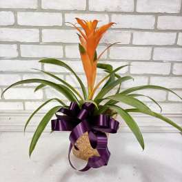 Orange bromeliad plant in a woven basket with a purple ribbon