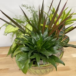 Classic Dish Garden
