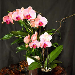 Pink Moon Orchid