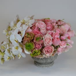 The Pink And White Beauty