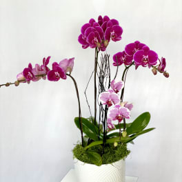 Purple orchids arranged in a white textured pot