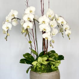 White orchids in a round beige planter with green foliage