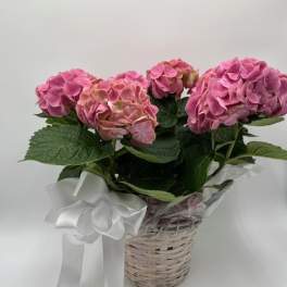Pink hydrangeas arranged in a wicker basket with a white ribbon