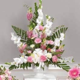Gladiolus Cascade