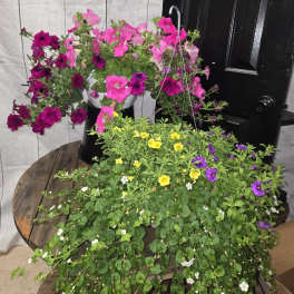 Hanging Basket Assorted