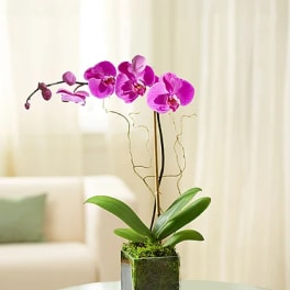 Pink orchid plant in a square glass vase on a table