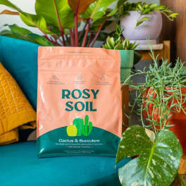 Bag of cactus and succulent soil surrounded by potted plants