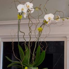 Two arrangements Orchid table centerpiece, and a tropical Meadow centerpiece
