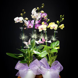 Orchid Oasis (OAHU ONLY)