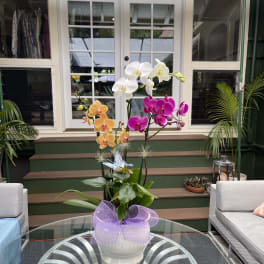 Large exotic Orchid Forest