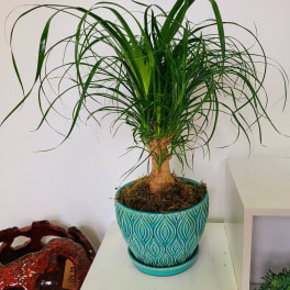 Pony tail Palm