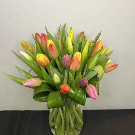 Spring Tulips by Chasing Petals