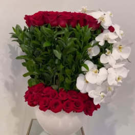 Red Velvet Orchid