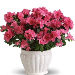Pretty in Pink Azalea
