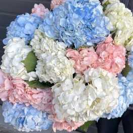 Cotton Candy