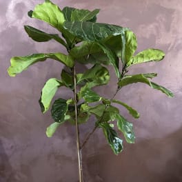 Potted fiddle leaf fig plant in a woven basket