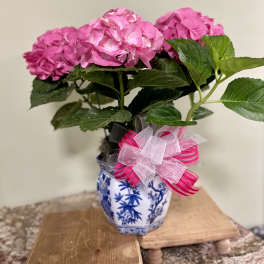 Legacy Pink Hydrangea