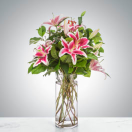Splendent Stargazers by BloomNation™
