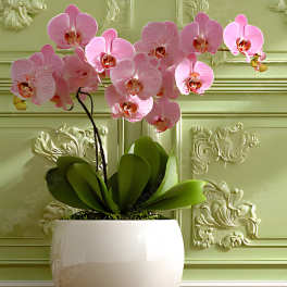 Life in Pink