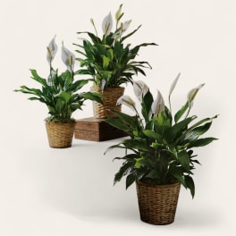 Peace Lilly