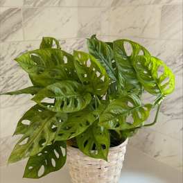 Potted green houseplant in a woven basket