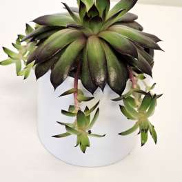 Common houseleek