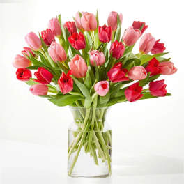 Crushing on You Tulip