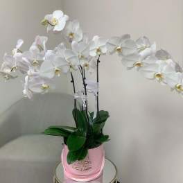 Cascade of Orchids Signature Box II