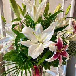 Lily Love