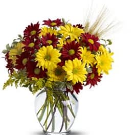 Fall for Daisies