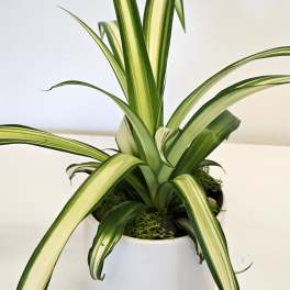 Spider plant
