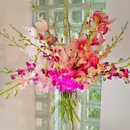 Orchid Extravaganza