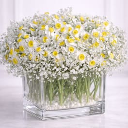 Sweet Spring Cube
