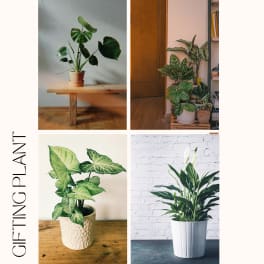 Florist’s Choice Plant Gift with Ceramic Vase