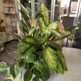 A mixed green houseplant arrangement in a blue pot