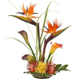 Tropical Flare
