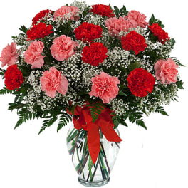 Beautiful Carnations