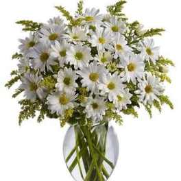 sweet Daises arrangements