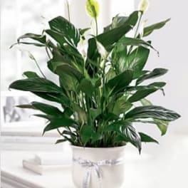 The FTD® Comfort Planter
