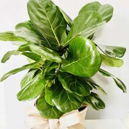 Evergreen Embrace