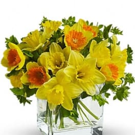 Daffodil Dreams