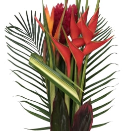 Caribe