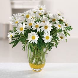 White daisies in a clear glass vase