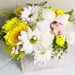 Sending Sunshine box