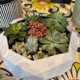Mod Succulent Planter