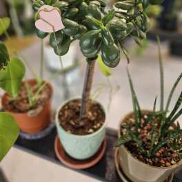 Jade tree