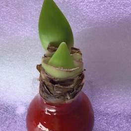 Single bulb sprouting in a red glass vase