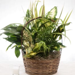 Dish Garden Plant