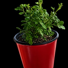 Red Kashmir Shrub Rose Plant
